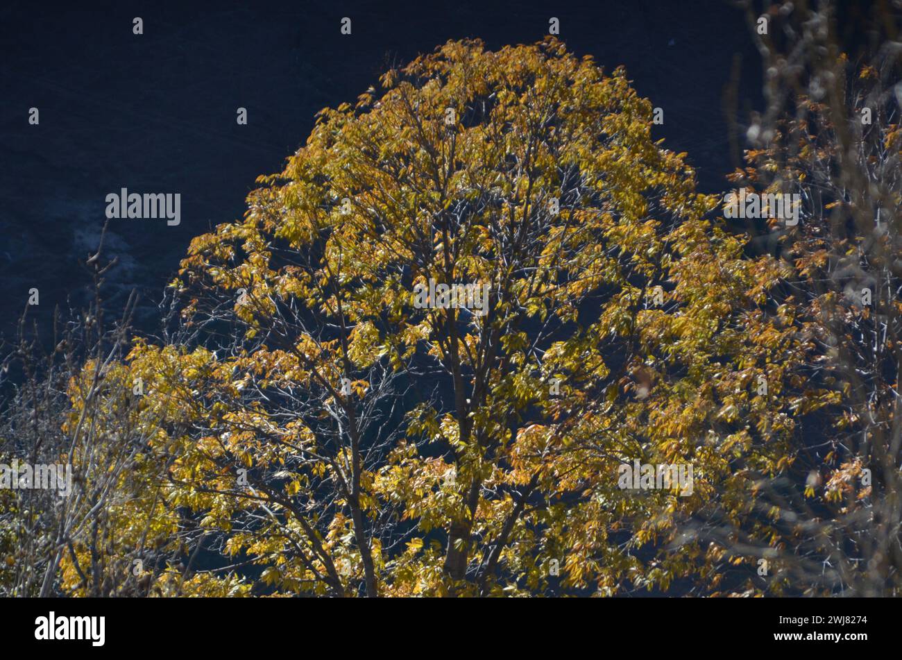Outdoor photography  (mulberry and wild walnut tree) Stock Photo