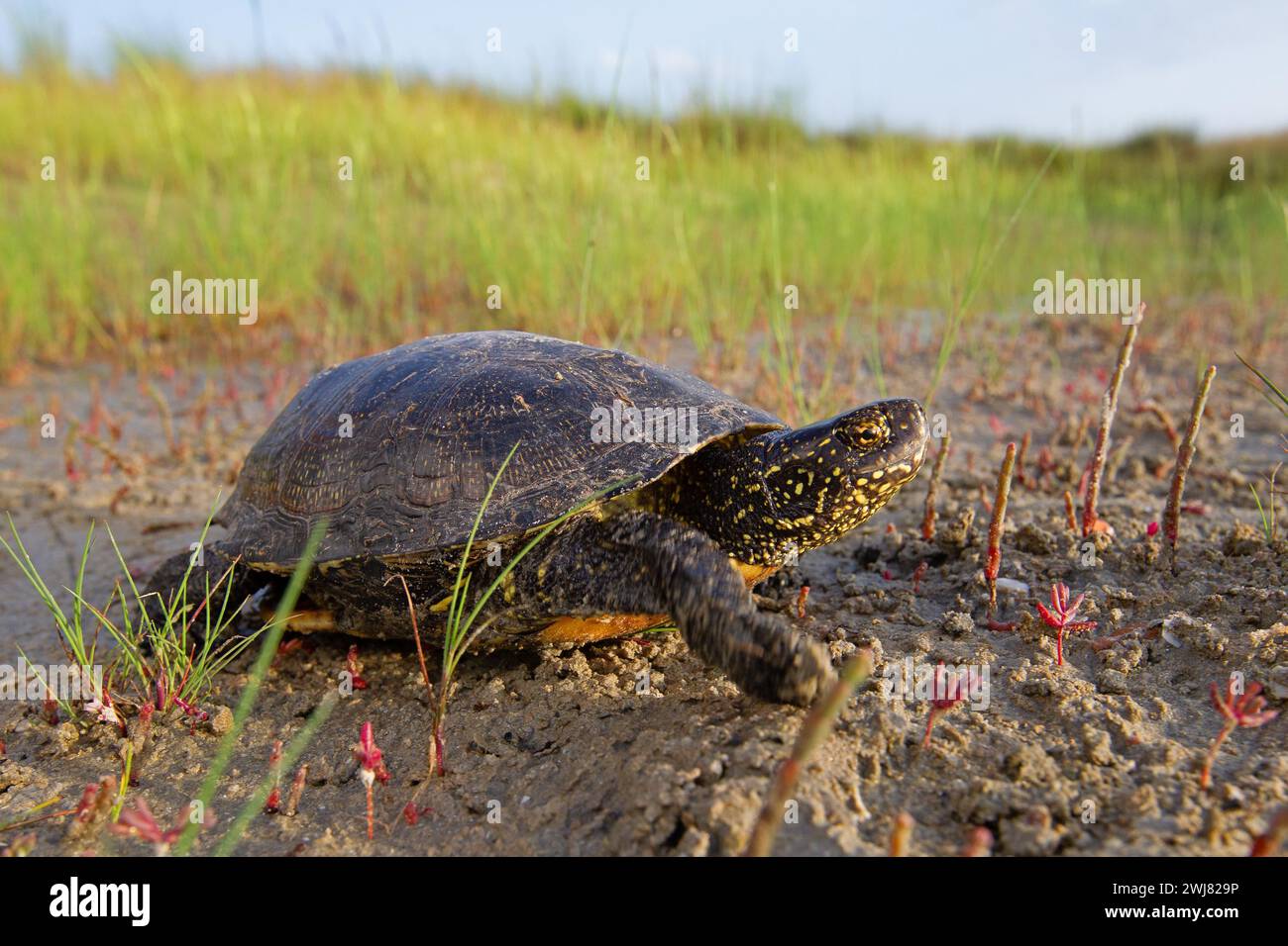 European pond turtle (Emys orbicularis), Danube Delta Biosphere Reserve ...