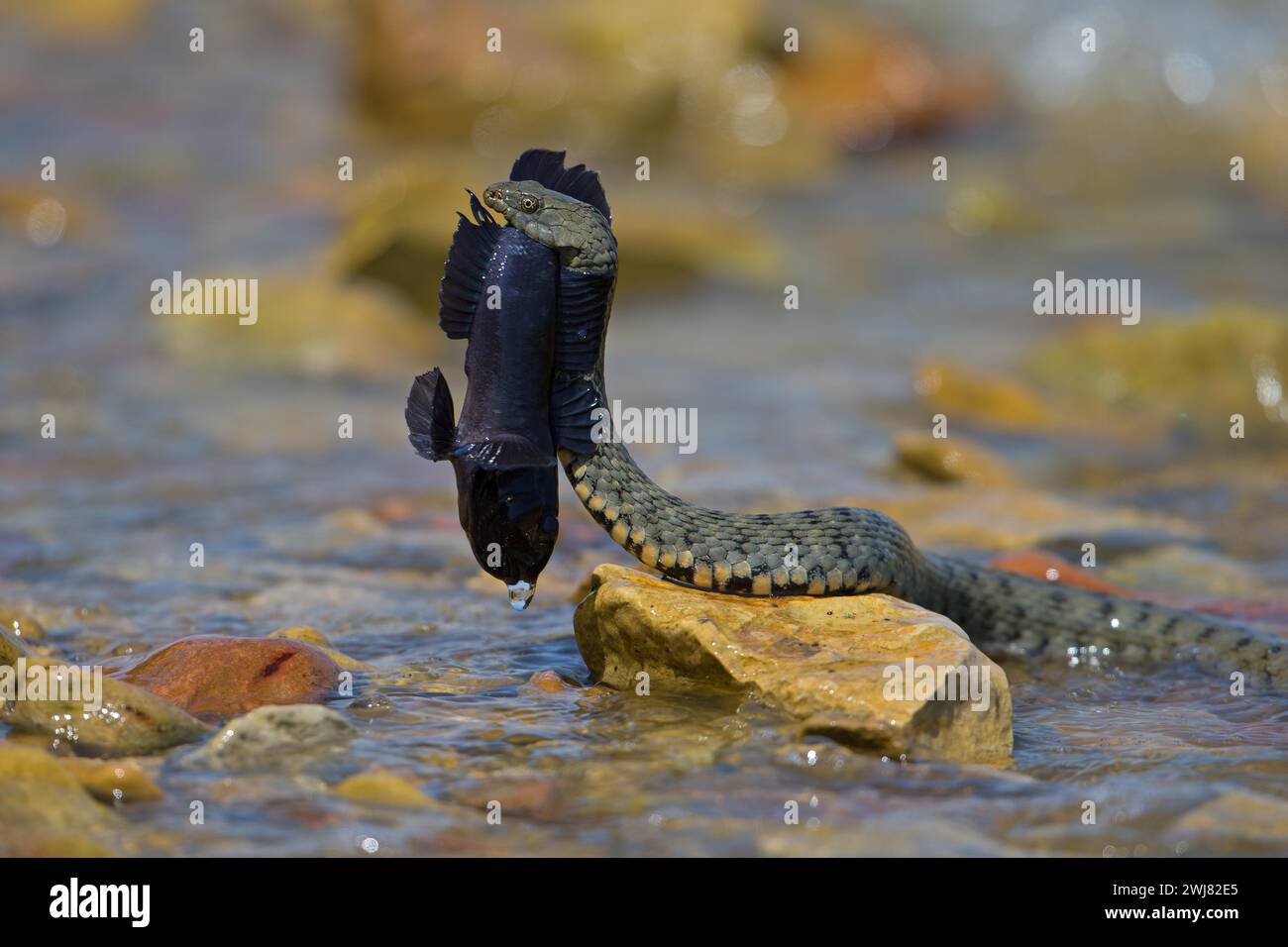 Dice snake (Natrix tessellata) on its way to the shore with preyed round goby (Neogobius melanostomus), Danube Delta Biosphere Reserve, Romania Stock Photo