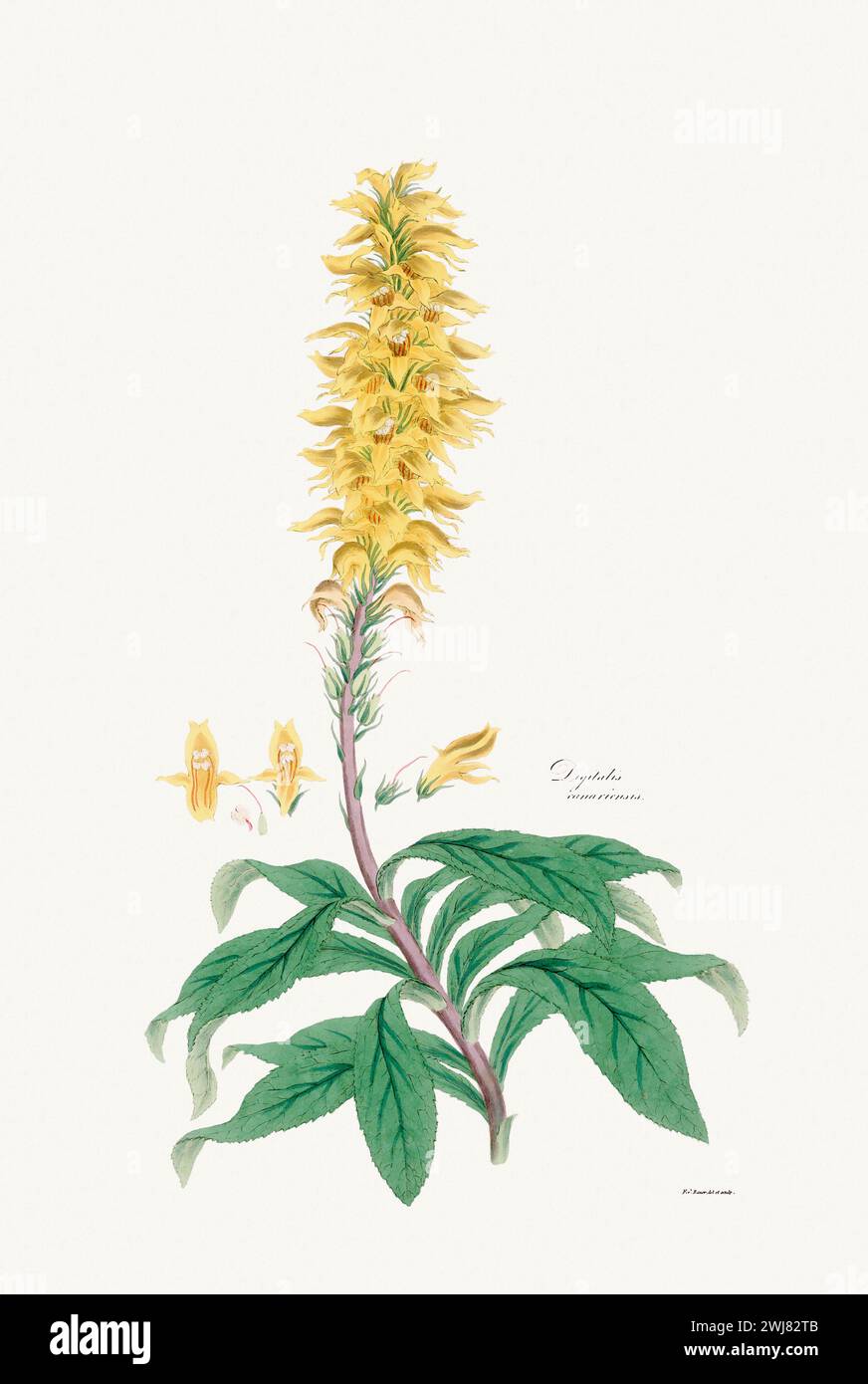 Vintage Foxglove Flower illustration. Botanical Art. Circa 1820 Stock Photo