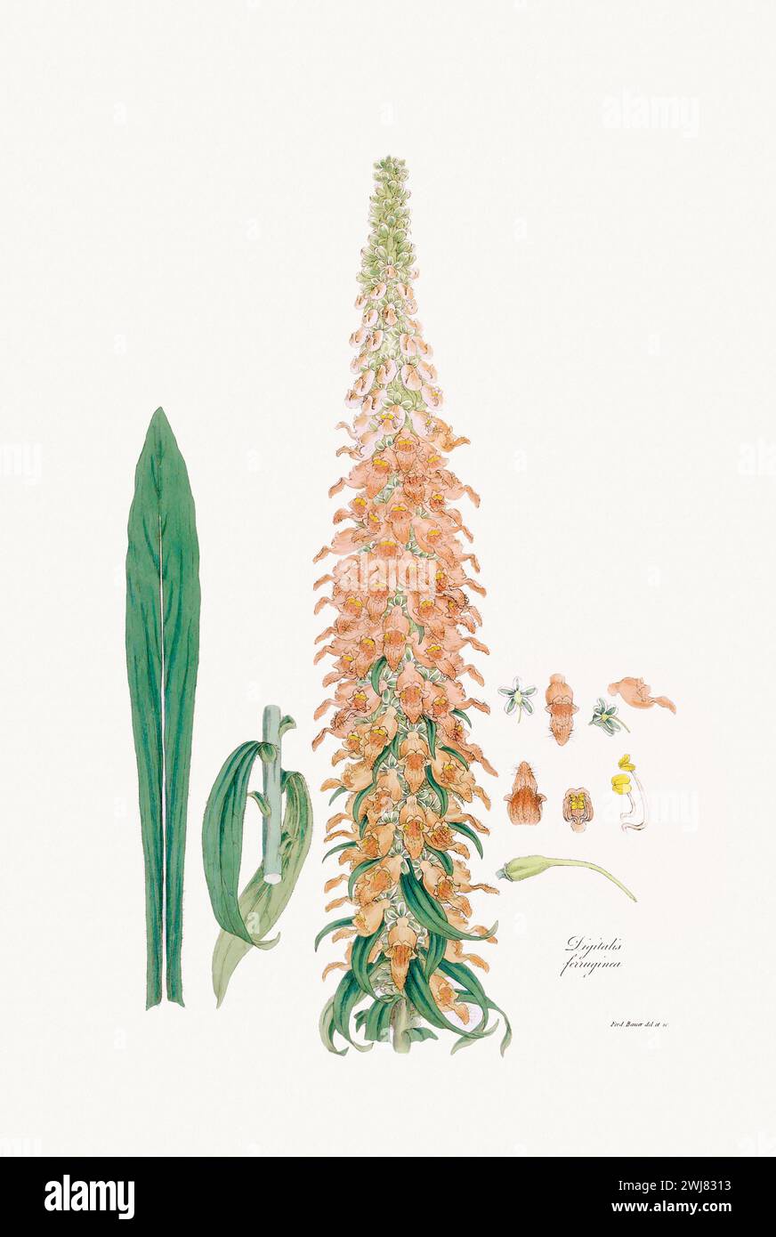 Vintage Foxglove Flower illustration. Botanical Art. Circa 1820 Stock Photo