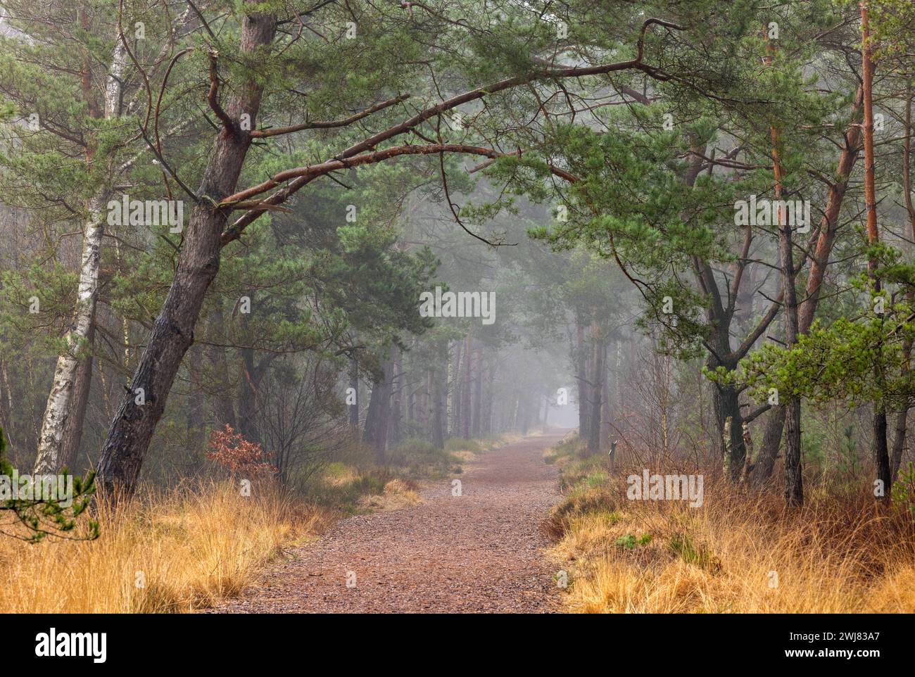 Ein spaziergang im wald hi-res stock photography and images - Alamy