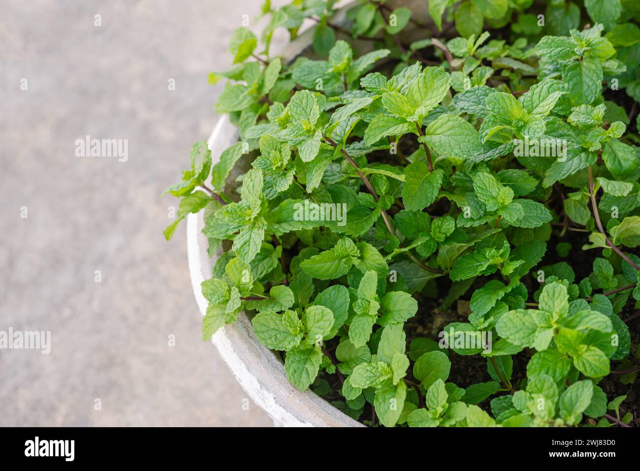 Moroccan Mint foliage in flower pot aromatic medicinal fragrant herb home grown healthy gardening Stock Photo