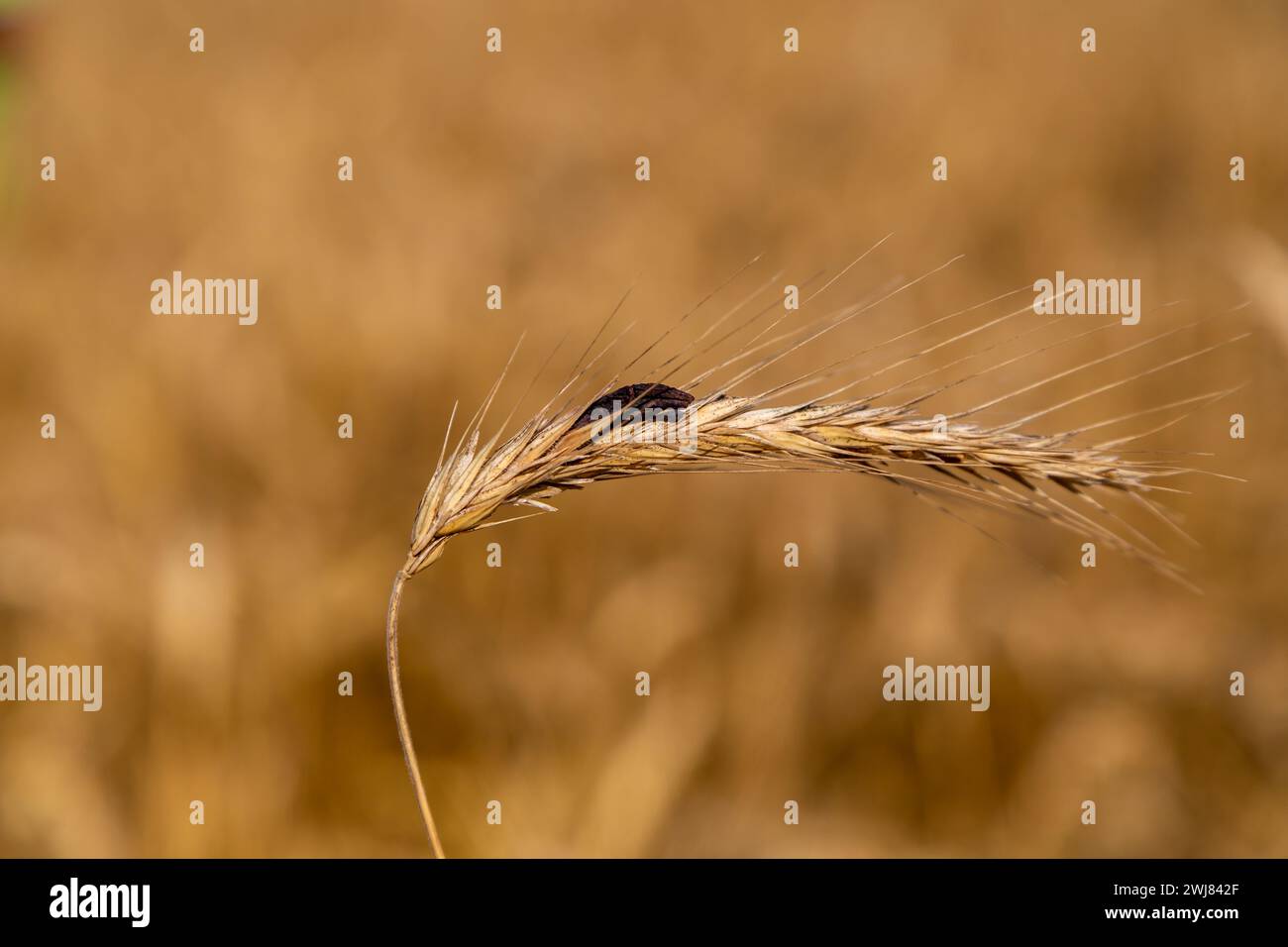 Rye with ergot fungus in the field Stock Photo