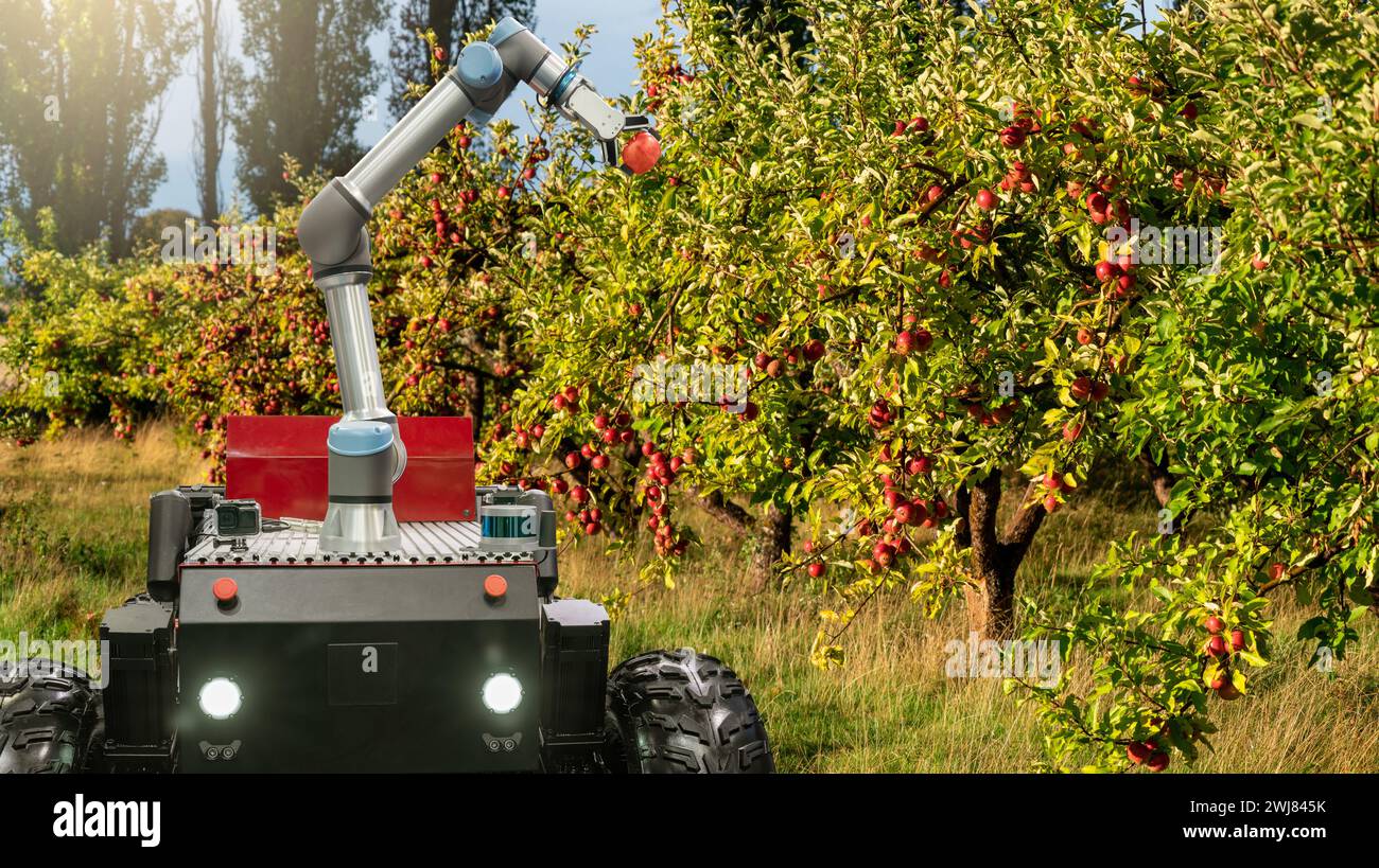 Autonomous robot harvester with robotic arm harvesting apples on a smart farm. Concept. Stock Photo