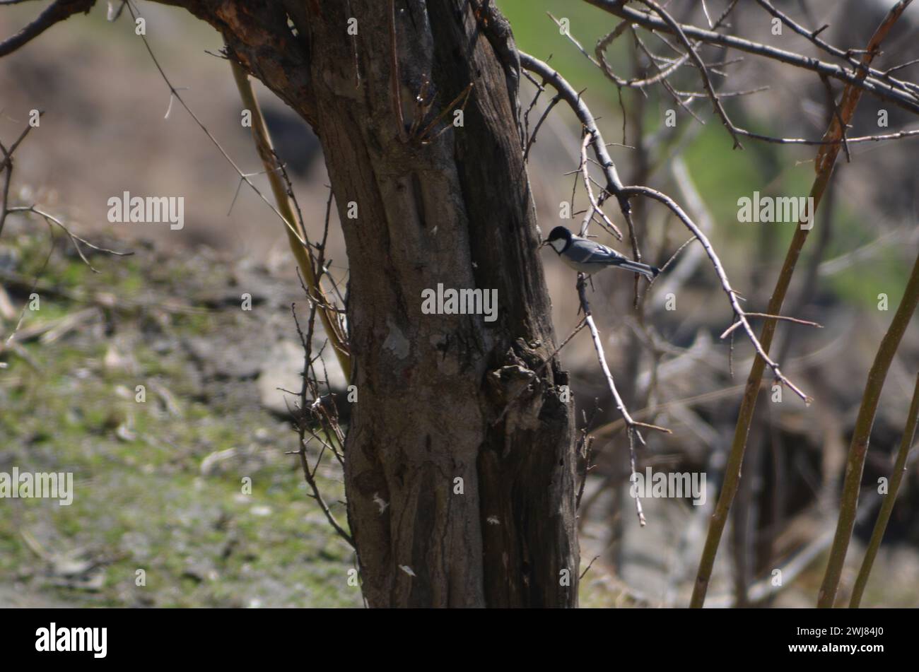 King dove hi-res stock photography and images - Alamy