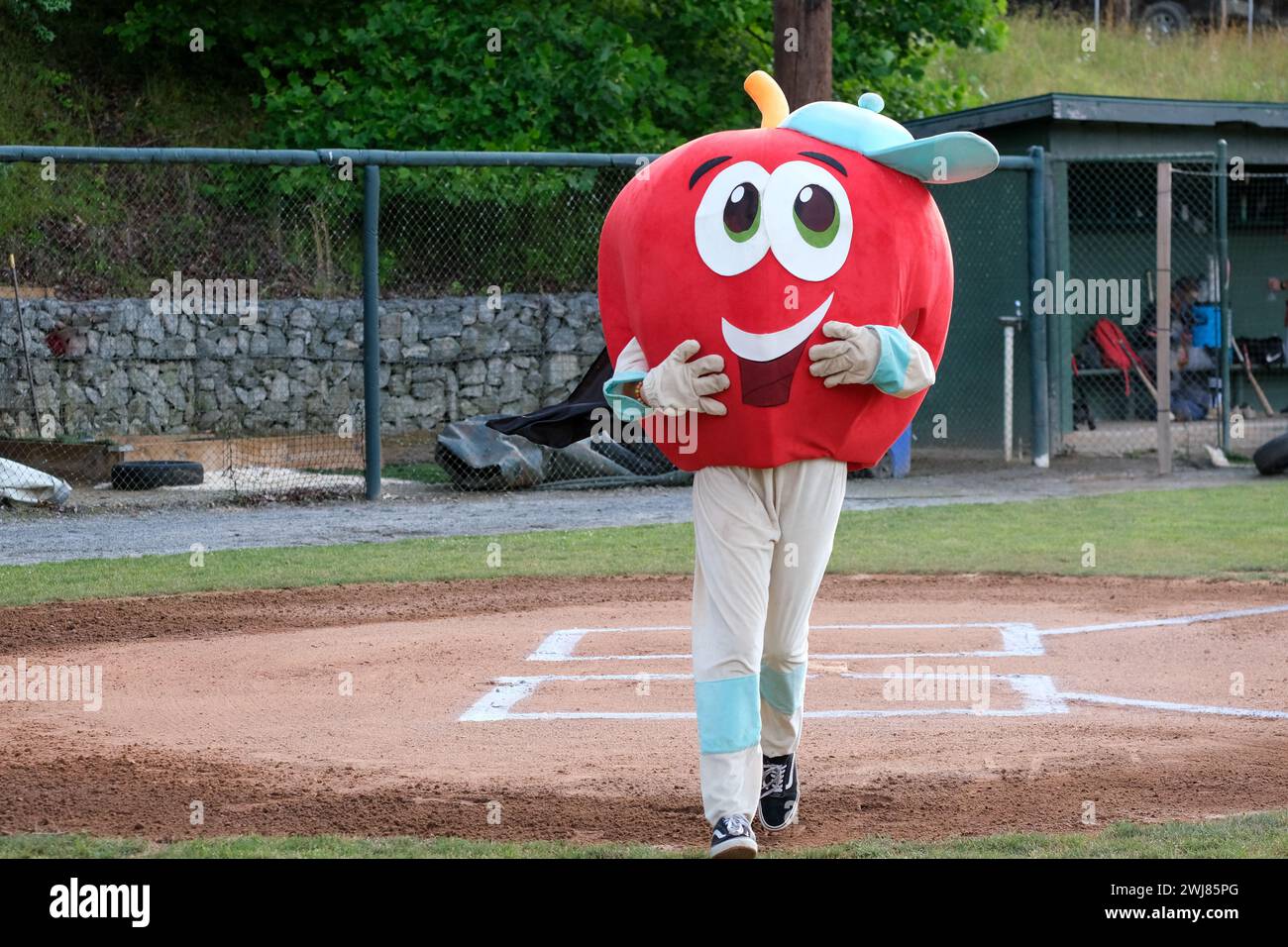 Hendersonville, North Carolina - Crisper, the Hendersonville Honeycrisps mascot, runs the bases at a baseball game. Summer Collegiate Baseball team. Stock Photo