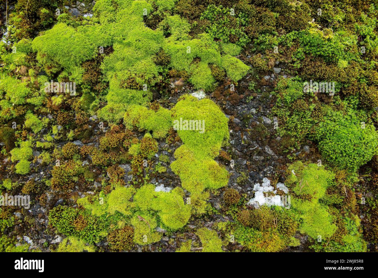 Natural moss on a rock wall. Green moss pattern. Stock Photo