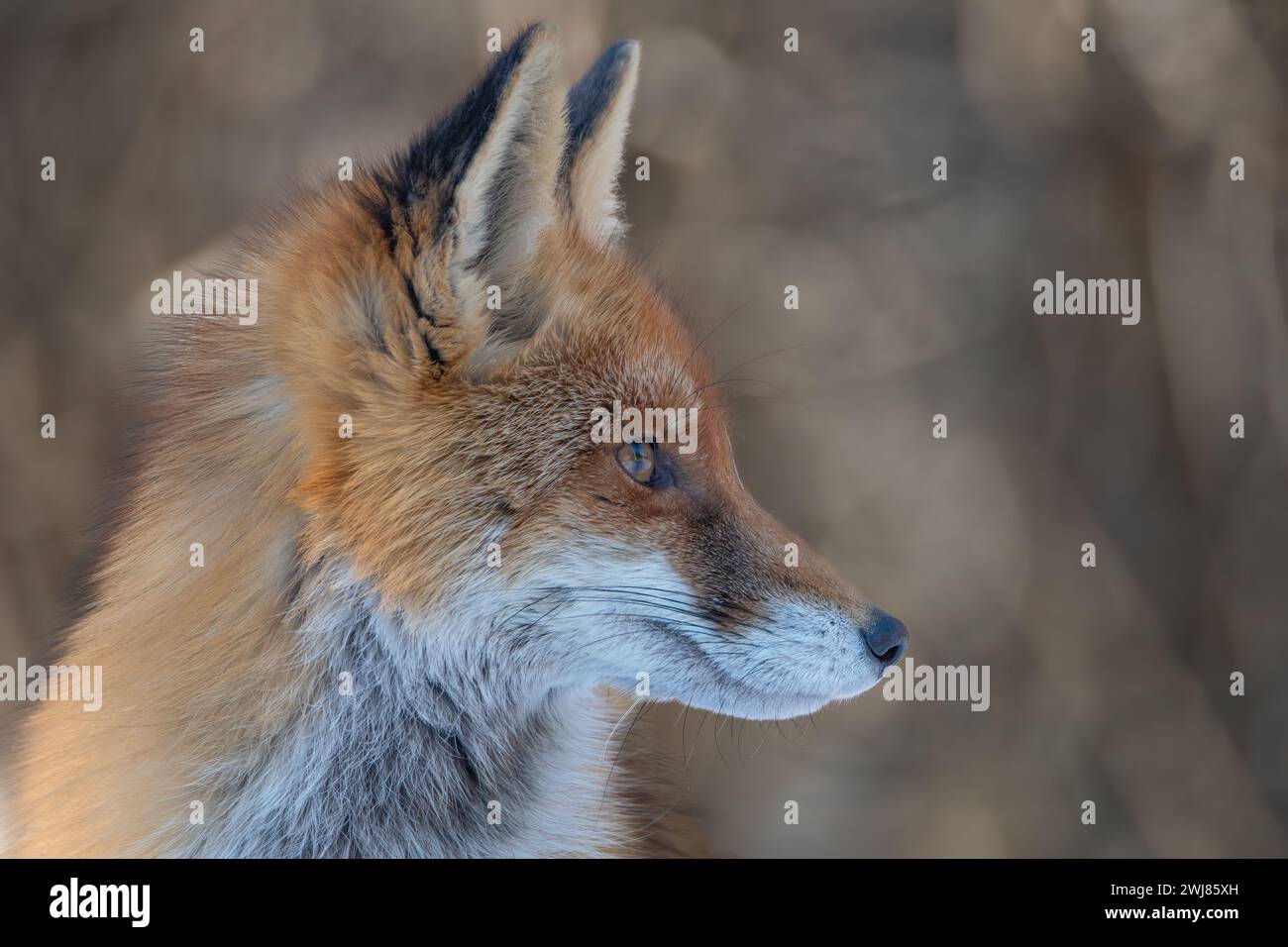 Fox side view animal hi-res stock photography and images - Alamy