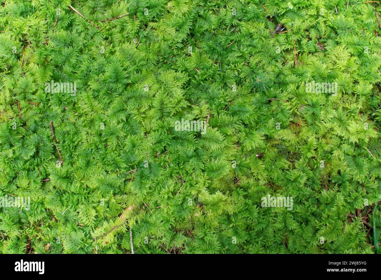Moss macro backgrounds textures hi-res stock photography and images - Alamy
