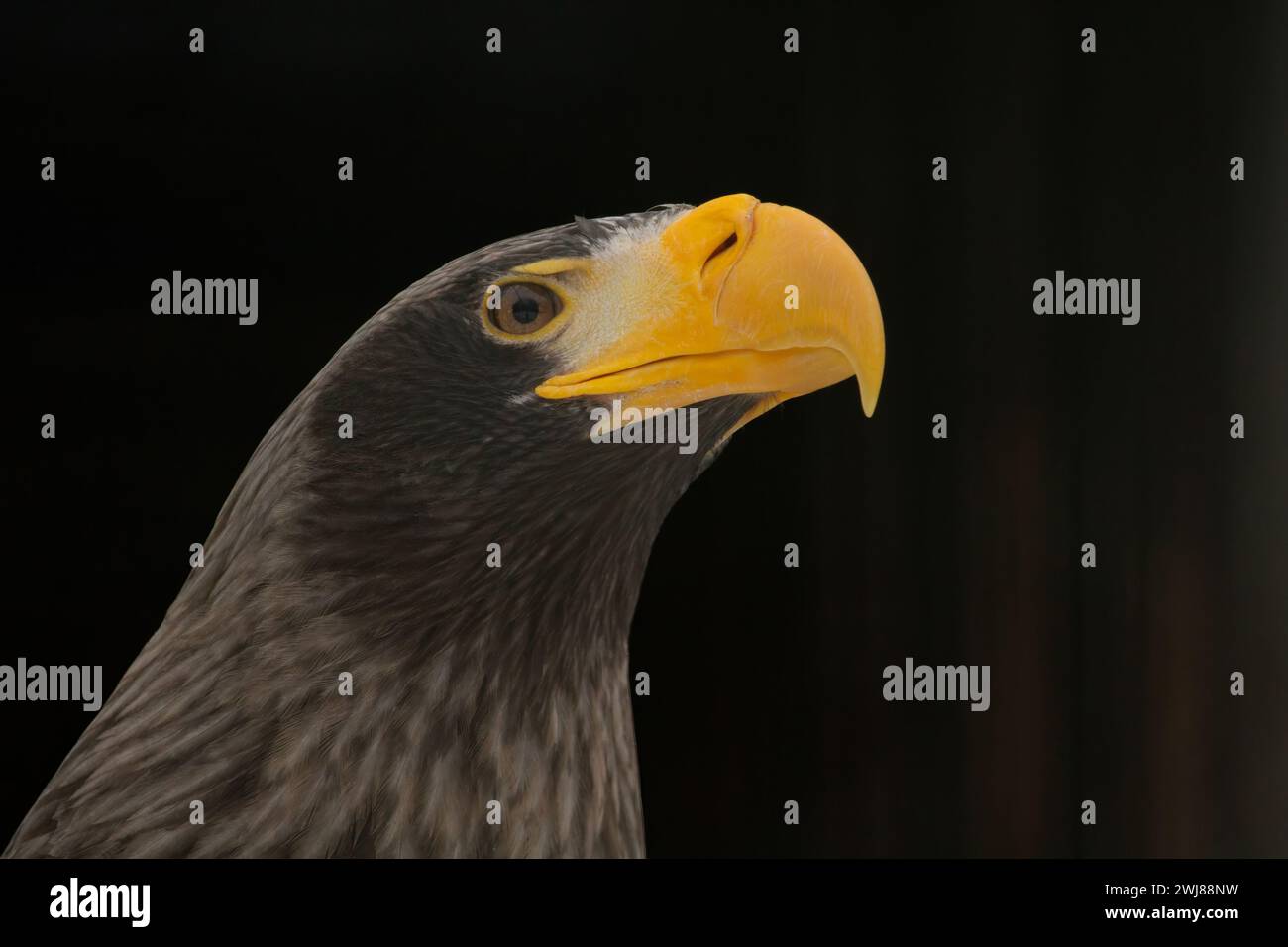 Eagle sea steller japan hi-res stock photography and images - Alamy