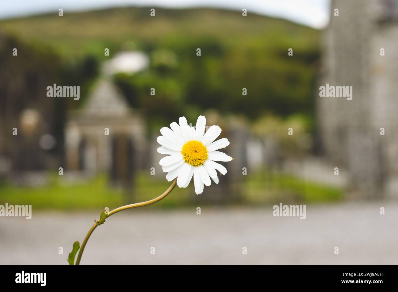 Daisy with Blurred Background Stock Photo