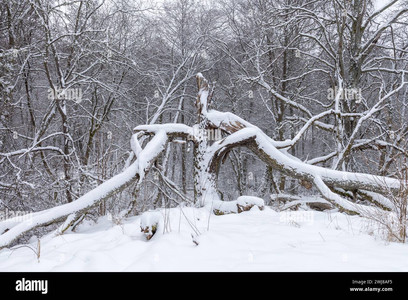 Winter scene with fallen tree split in two. Shot in Sweden, Scandinavia ...