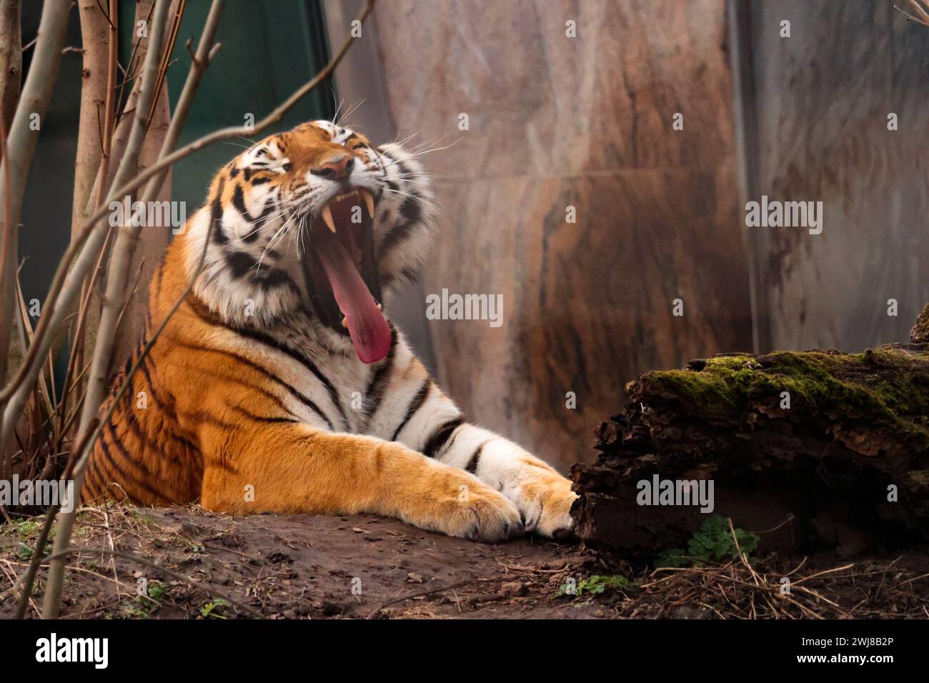 The tiger is the largest living cat species. It is most recognisable for its black stripes on orange fur with a white underside Stock Photo