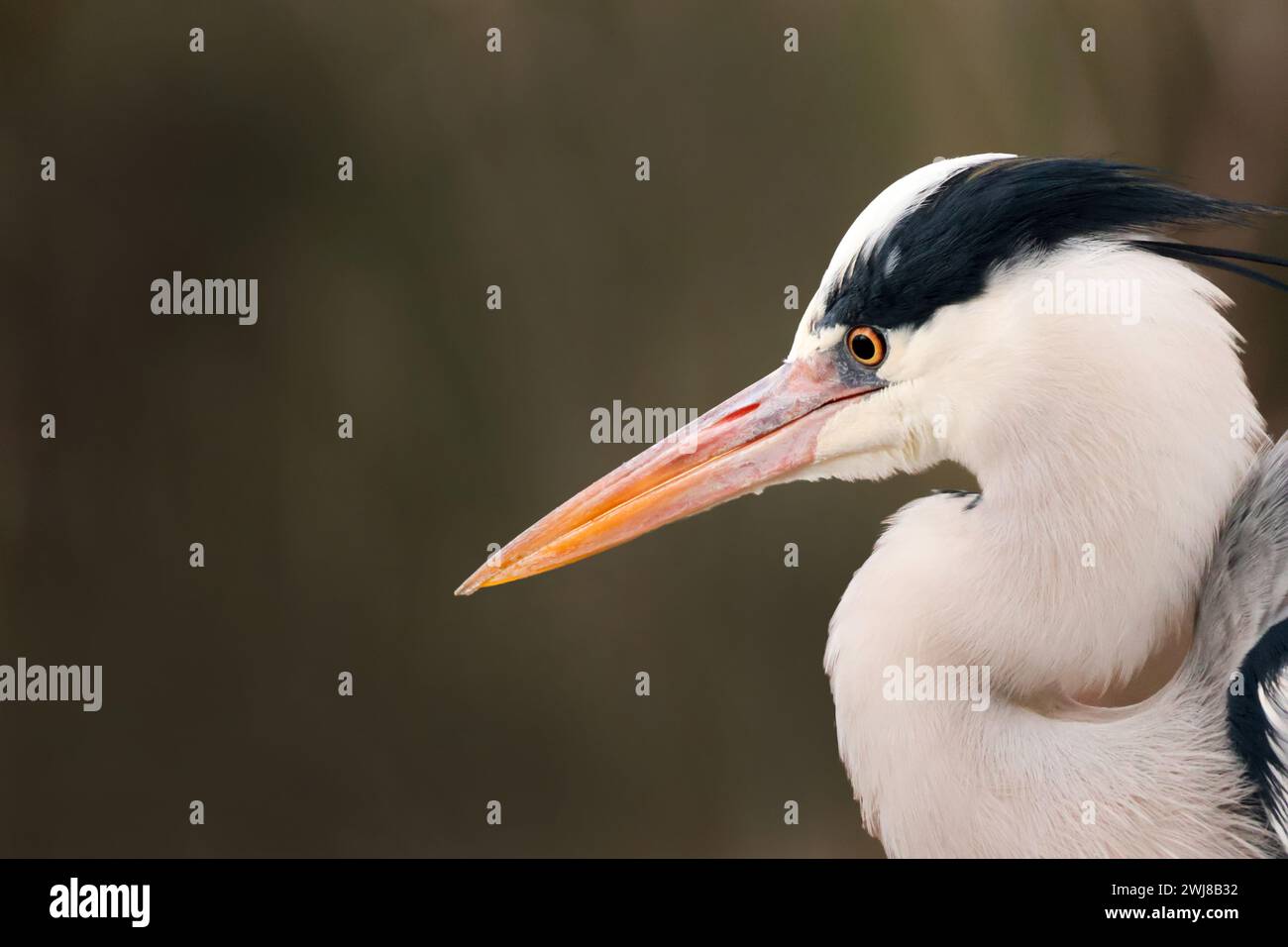 Herons are long-legged, long-necked, freshwater and coastal birds in the family Ardeidae, with 72 recognised species, Stock Photo