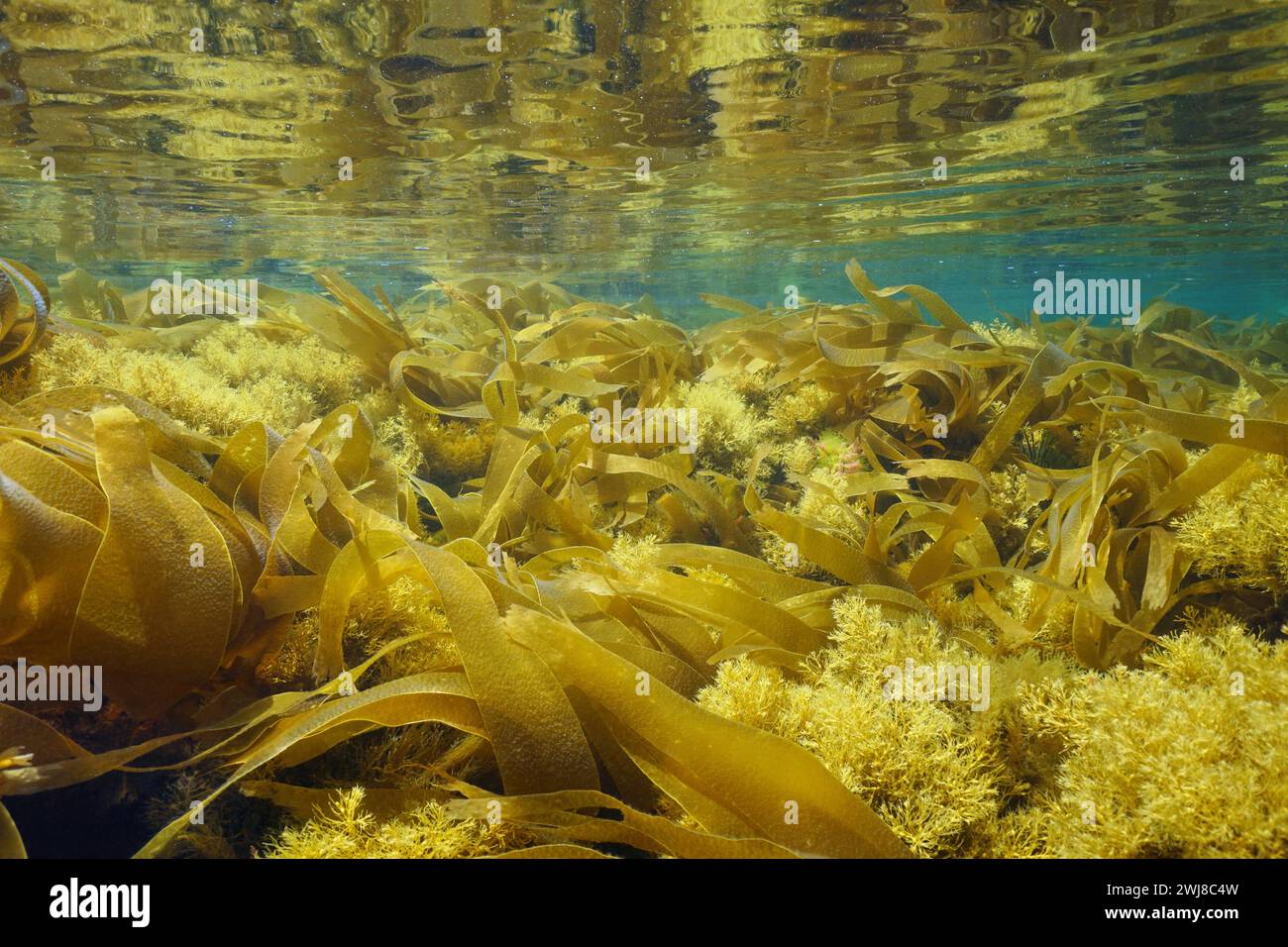 Brown seaweed underwater below water surface in the Atlantic ocean (kelp Furbellow and Cystoseira algae), natural scene, Spain, Galicia, Rias Baixas Stock Photo