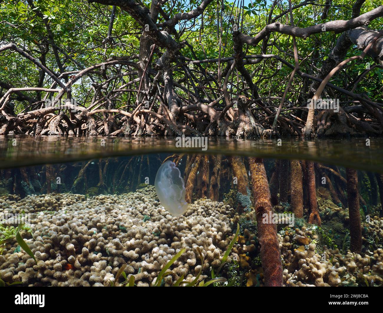 Mangrove tree roots with coral and a jellyfish underwater, split view half over and under water surface, Caribbean sea, natural scene, Central America Stock Photo