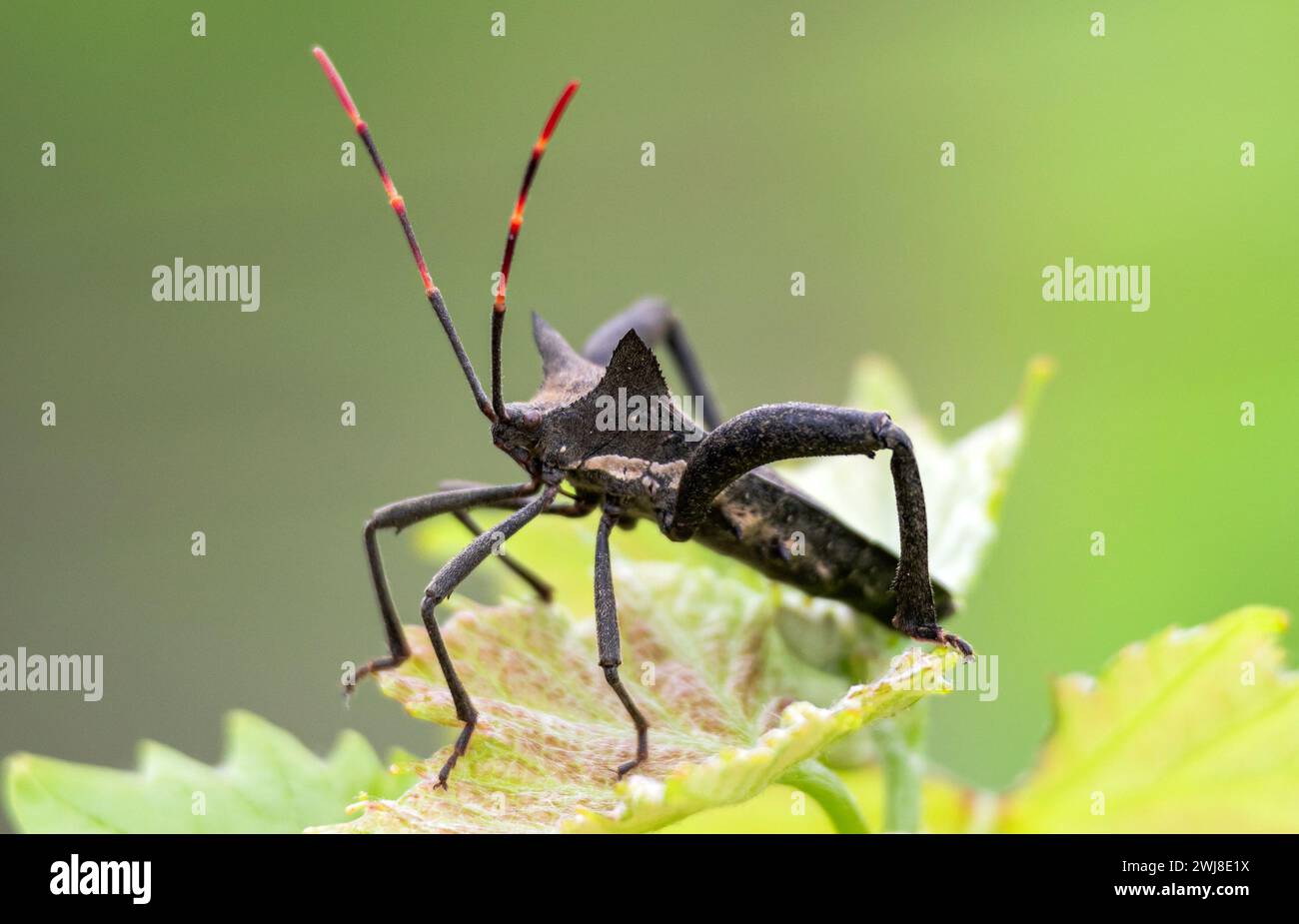 Black beetle with 6 legs and long striped red-black mustache sits on leaf, biology wildlife green background, close up. Pentatomomorpha - infraorder h Stock Photo