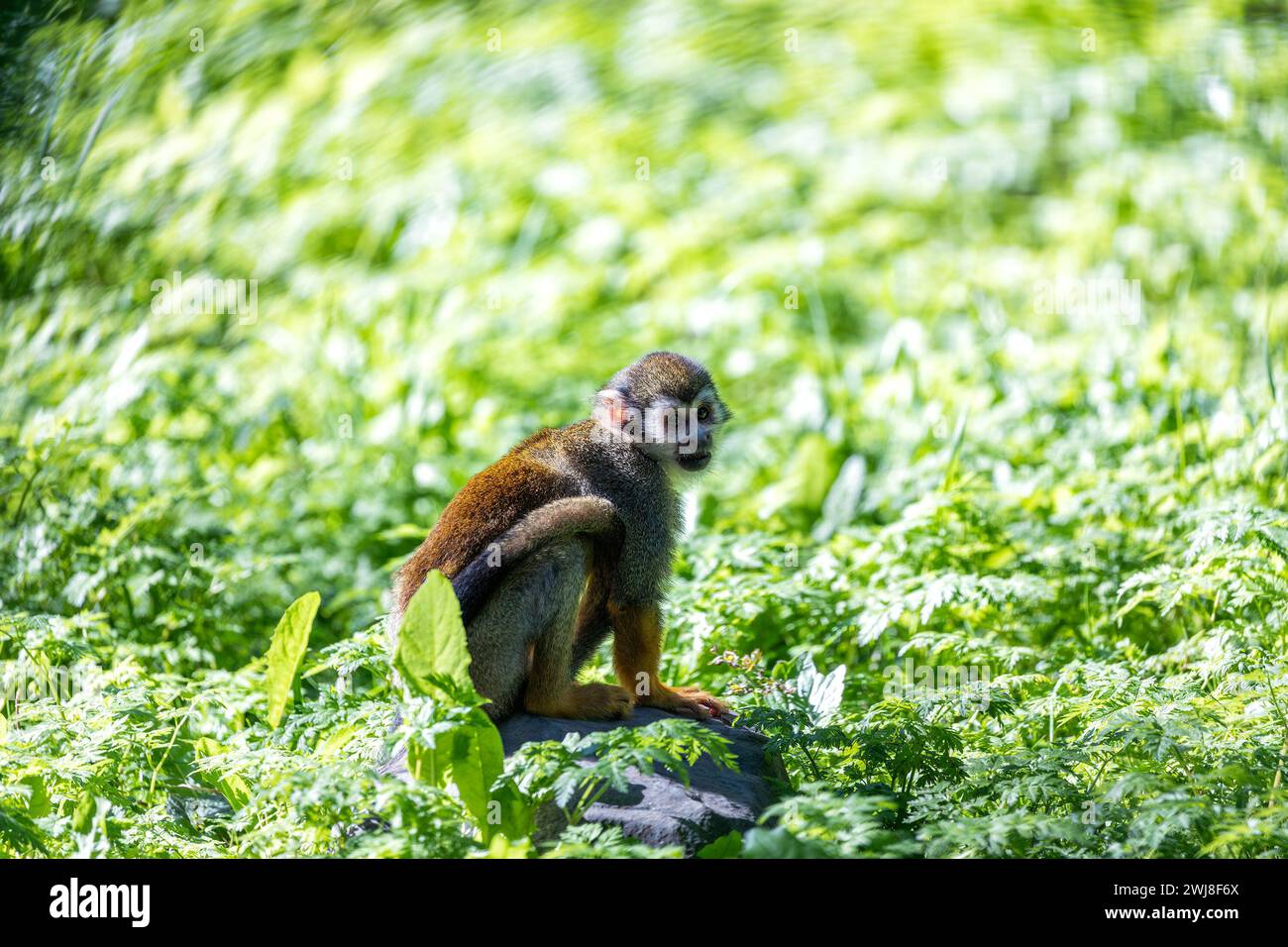 The Common Squirrel Monkey (Saimiri sciureus) is a small primate native ...