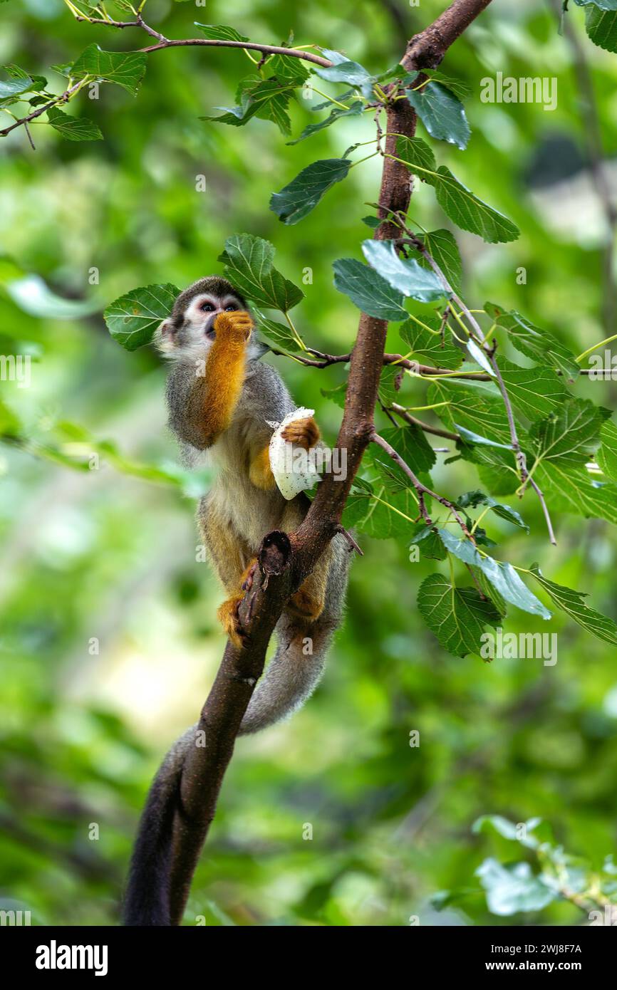 The Common Squirrel Monkey (Saimiri sciureus) is a small primate native ...