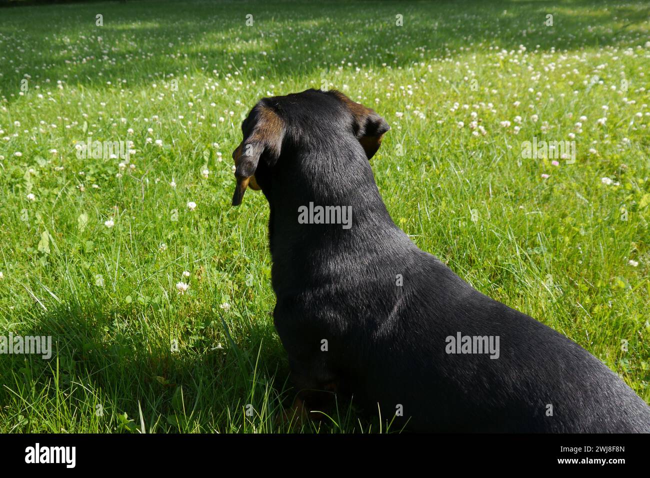 Dog life Stock Photo