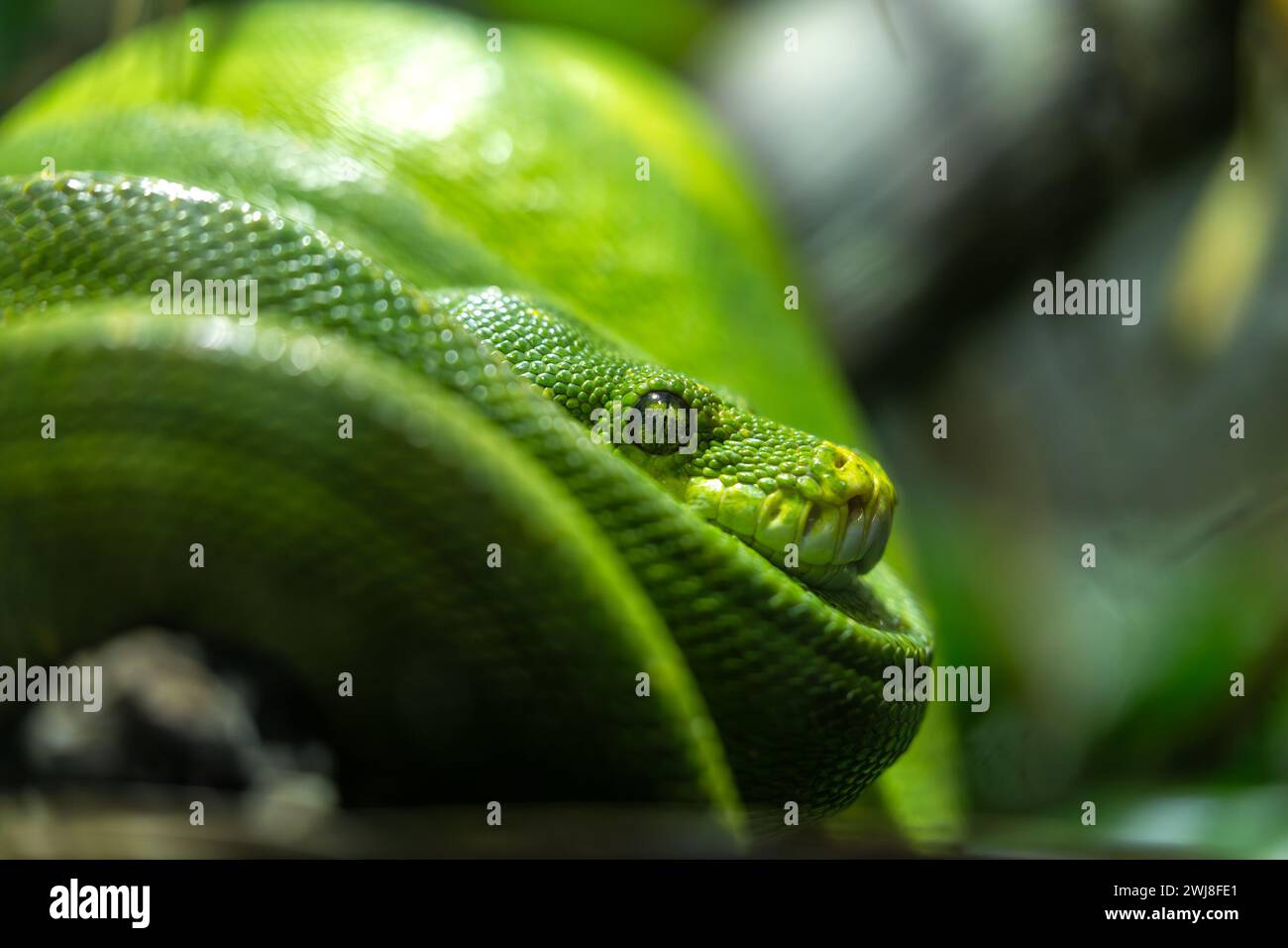 The Green Tree Python (Morelia viridis) is a vibrant serpent native to ...
