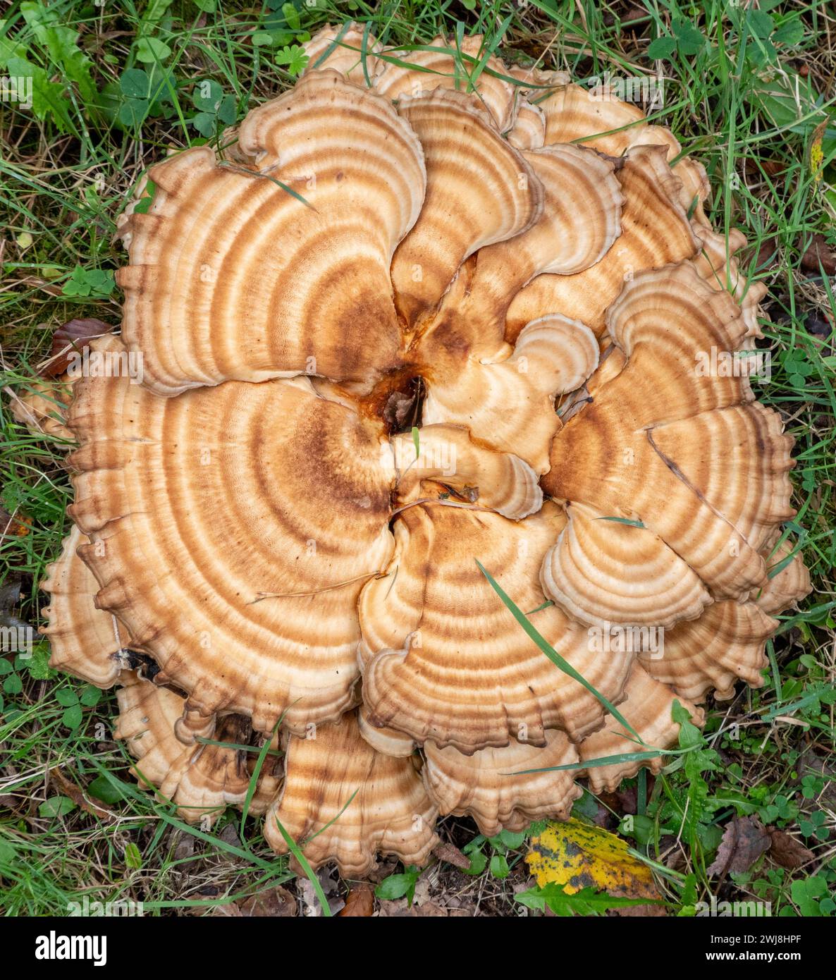 giant toadstool or meripilus giganteus Stock Photo