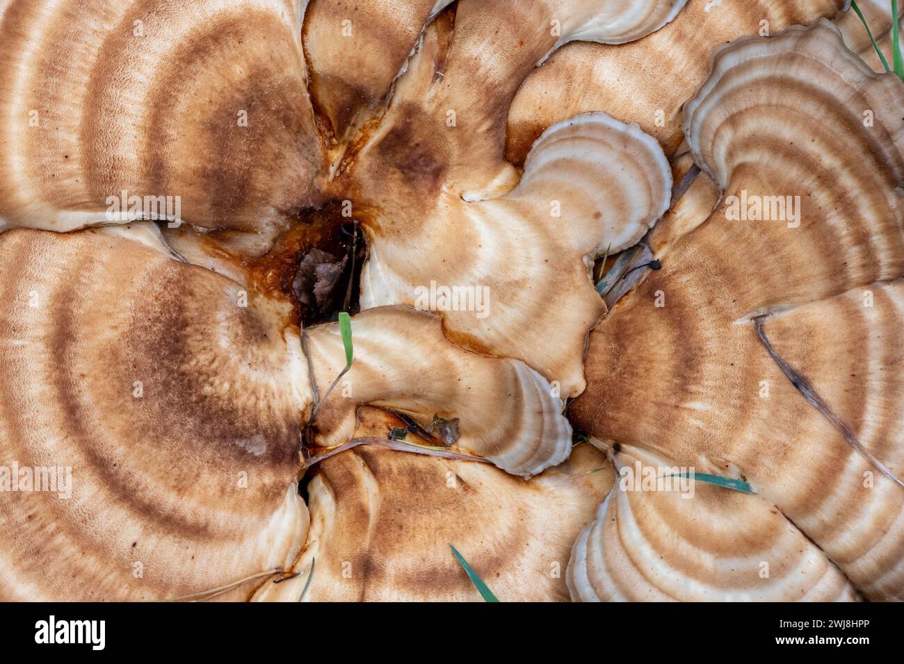 giant toadstool or meripilus giganteus Stock Photo