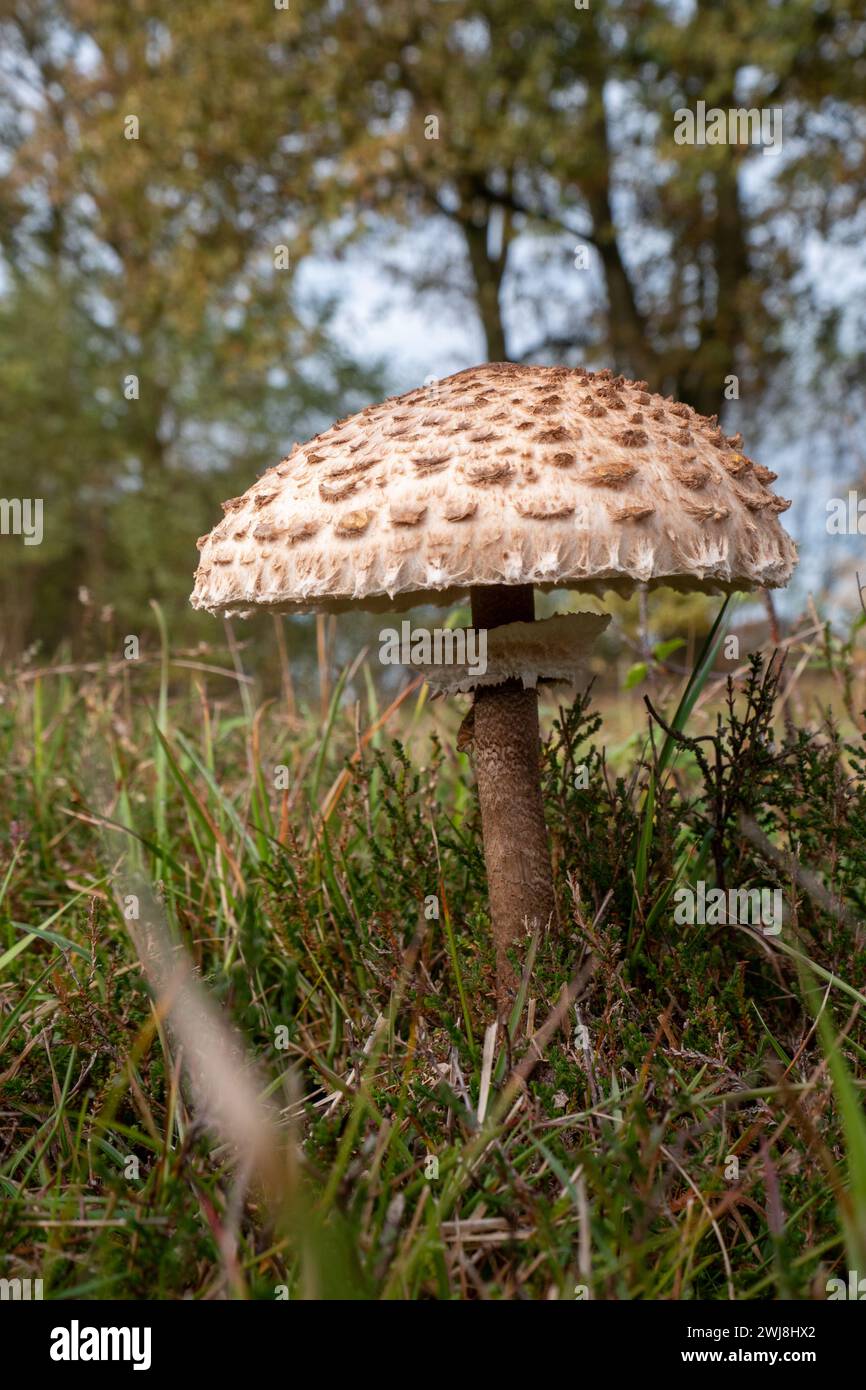 umbrella fungi or macrolepiota procure Stock Photo