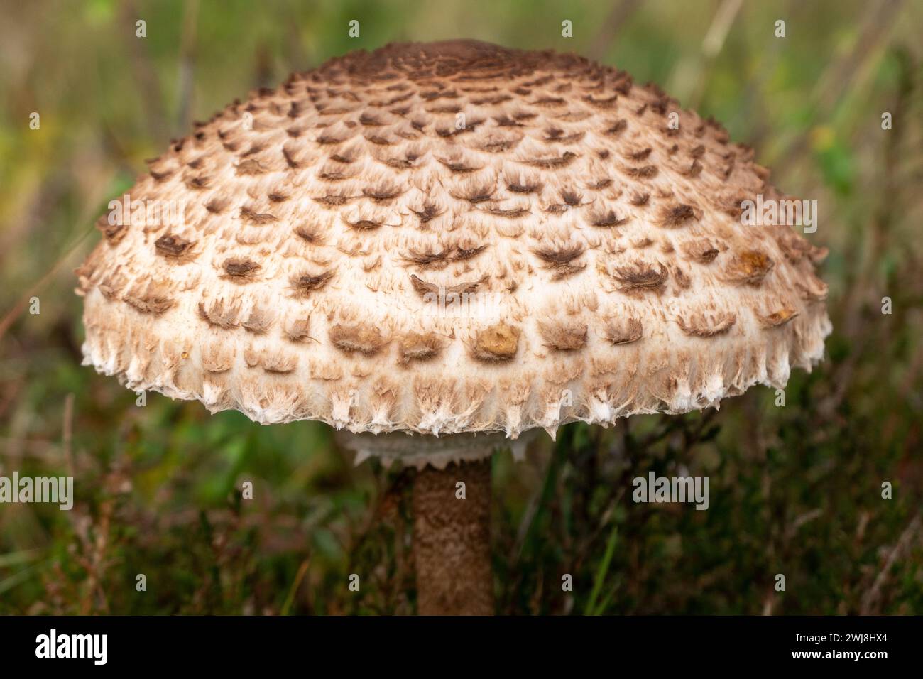 umbrella fungi or macrolepiota procure Stock Photo