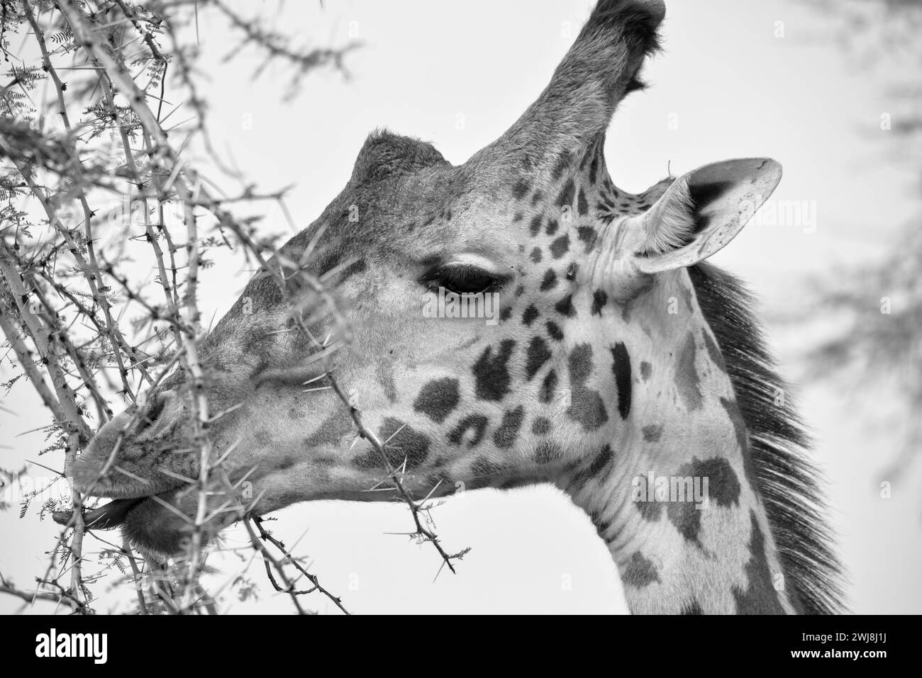 headshot of giraffe eating thorny tree in black&white Stock Photo - Alamy