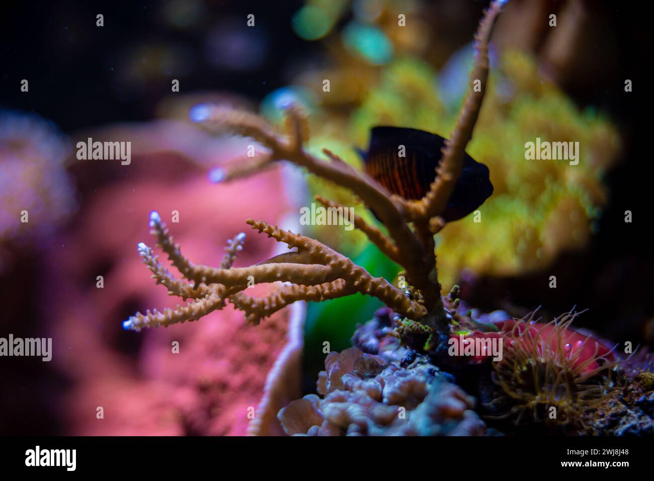 Gorgonian sea rod coral (Eunicea calyculata) Roatan, Honduras ...