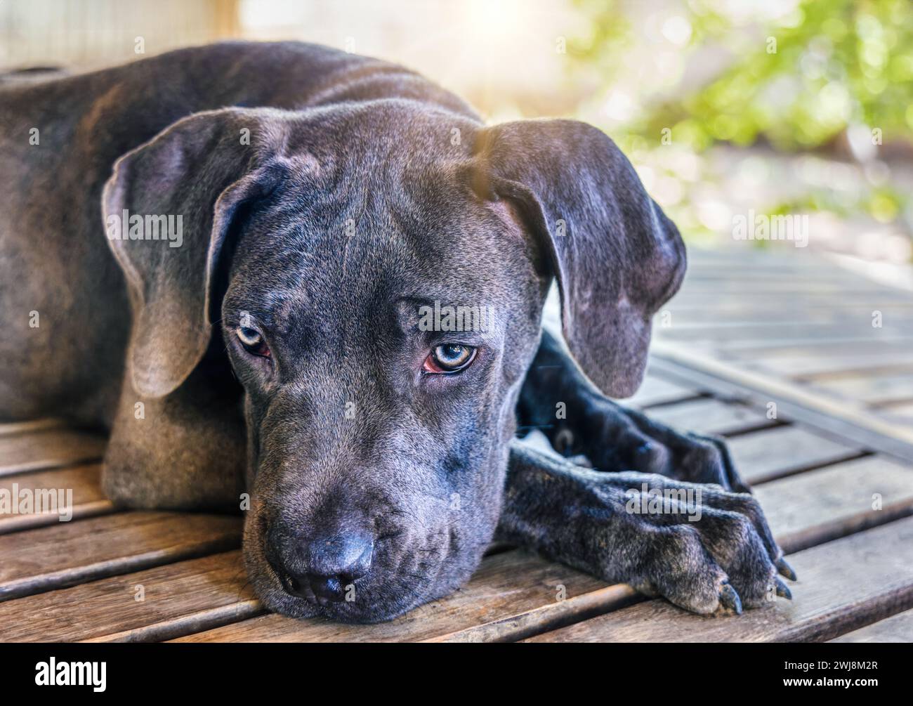 Black Boerboel puppy on the porch outdoors in the back garden at sunset. Boerboel is a South African breed of large dog of mastiff type, used as a fam Stock Photo