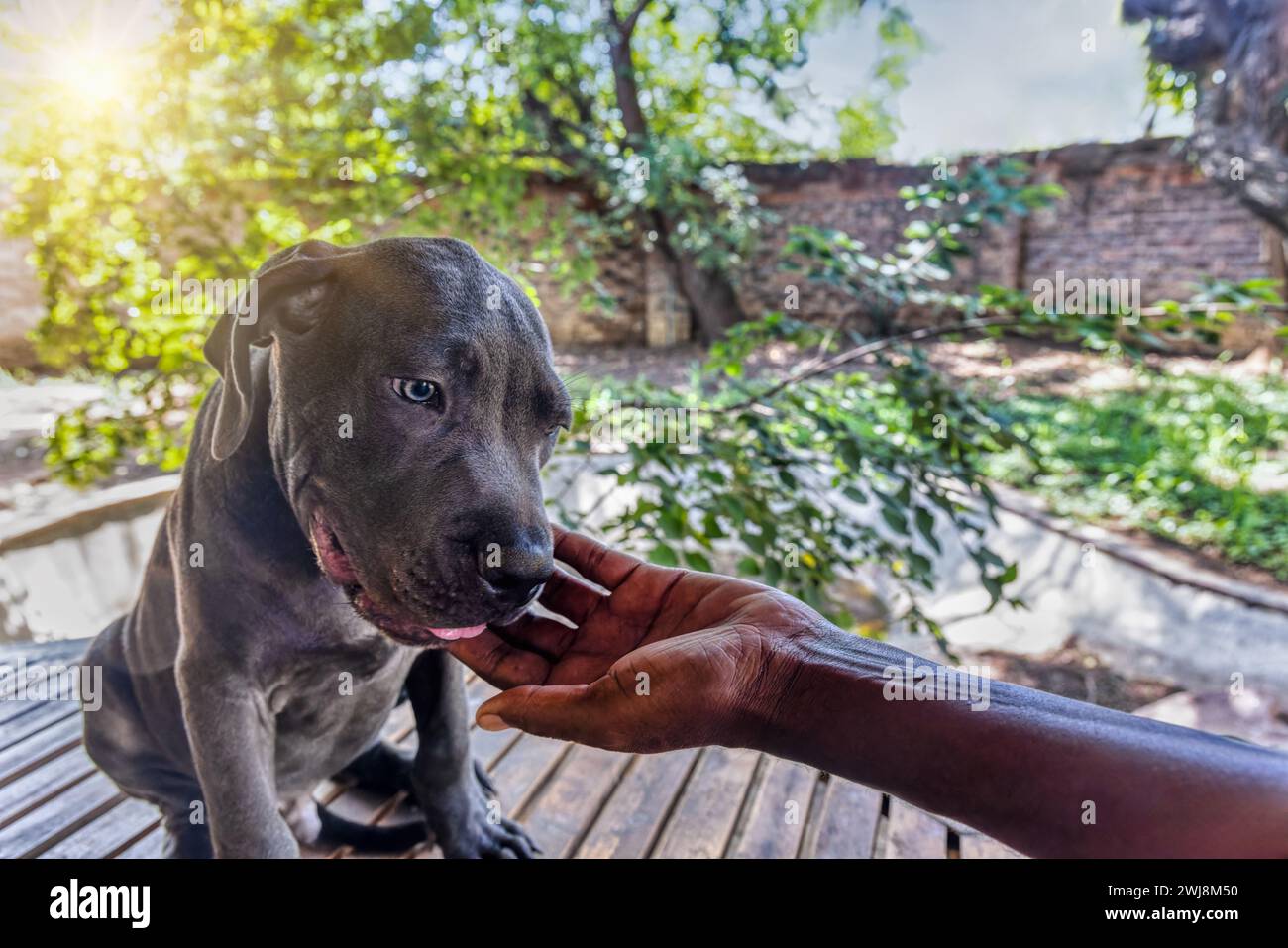 Black Boerboel puppy on the porch , african woman hand petting him, outdoors in the back garden at sunset. Boerboel is a South African breed of large Stock Photo