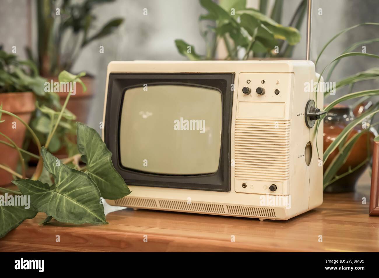 Retro tv close up in old room with indoor flowers Stock Photo