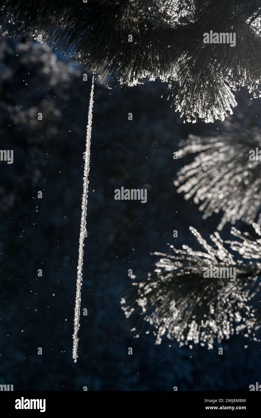 Strand of hoar frost hanging from a Ponderosa pine tree, Iwetemlaykin Heritage Site, Oregon. Stock Photo