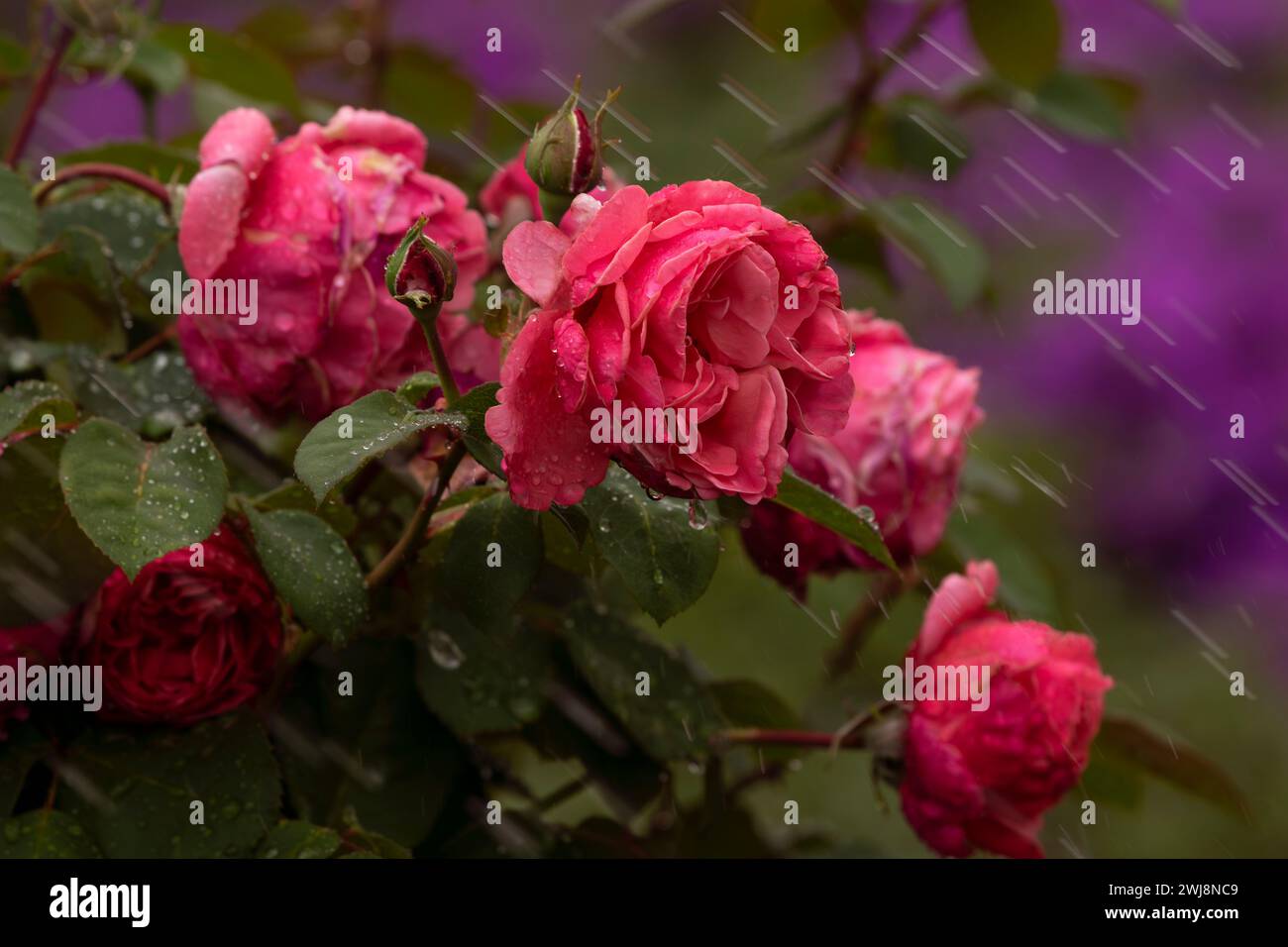 Spray roses hi-res stock photography and images - Alamy