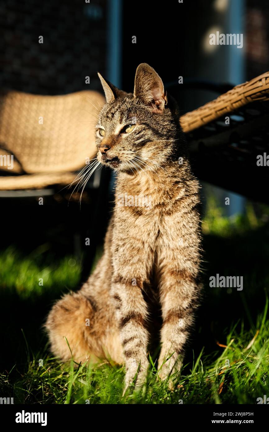 Kitten in the sun hi-res stock photography and images - Alamy