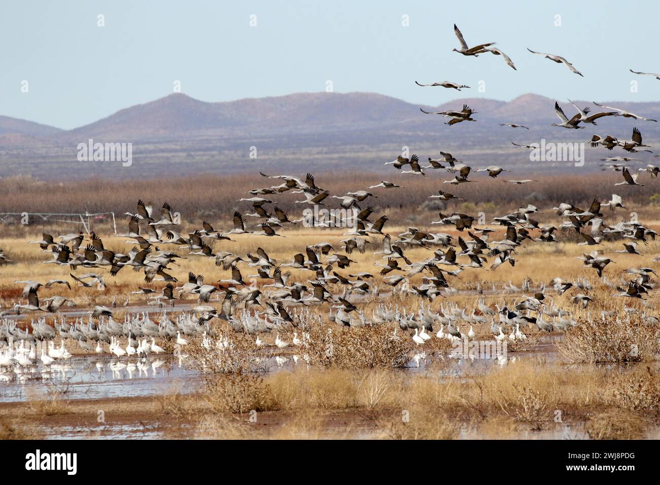 Canadian Snow Geese & Sandhill Crane migration at Whitewater Draw