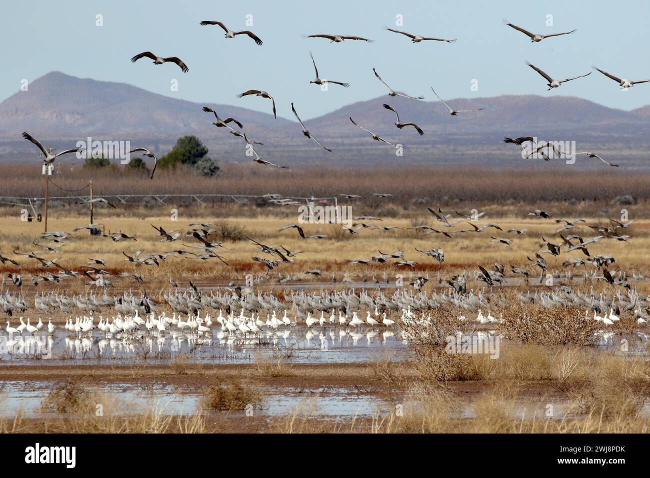 Canadian Snow Geese & Sandhill Crane migration at Whitewater Draw