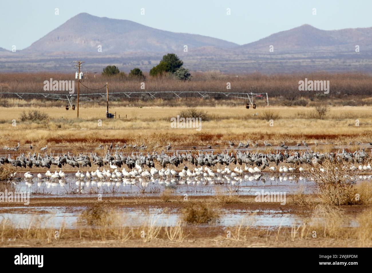 Canadian Snow Geese & Sandhill Crane migration at Whitewater Draw