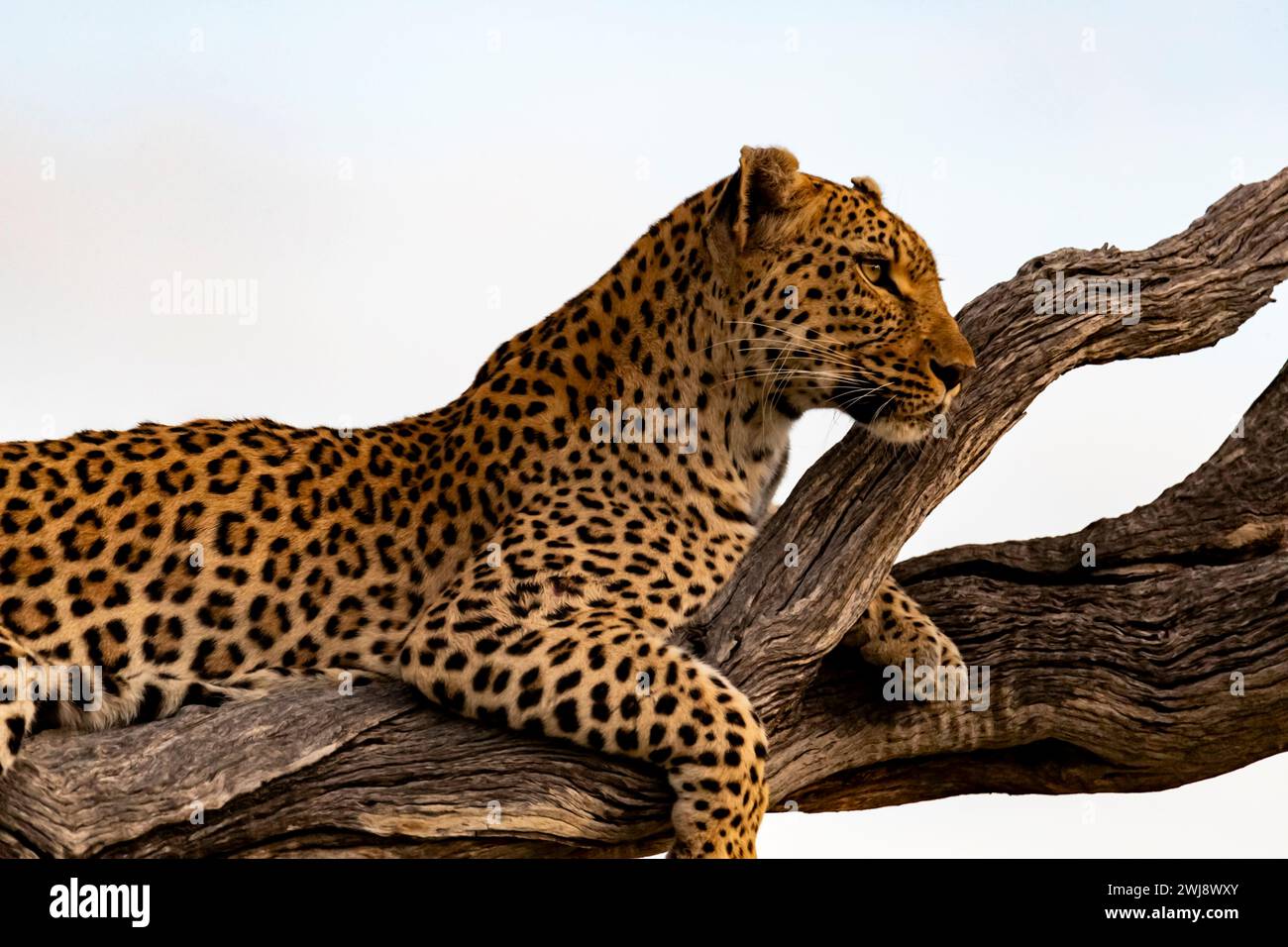 Female leopard resting on a tree branch, Okavango Delta, Botswana Stock Photo