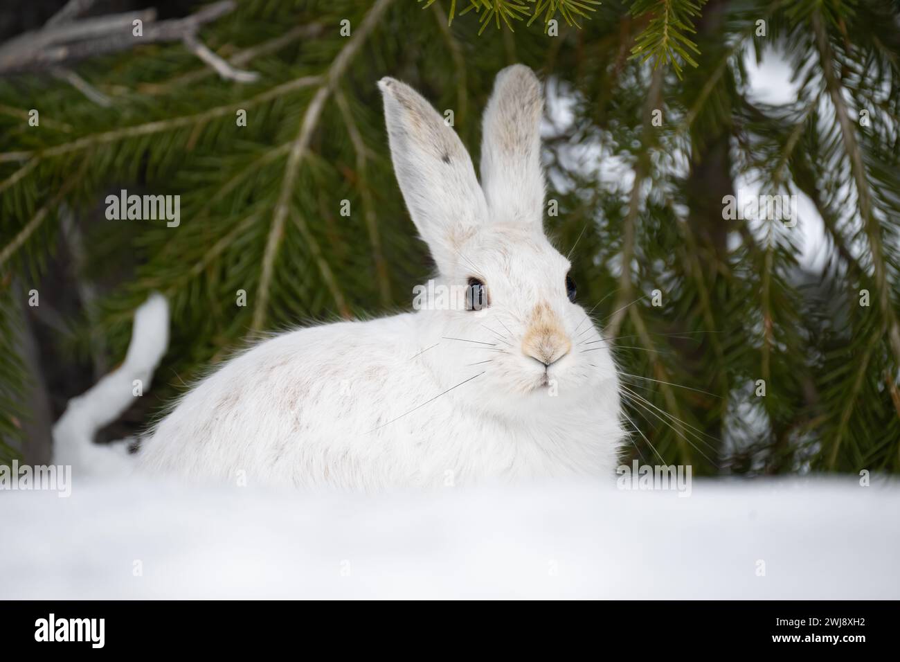 Snowshoe hare feet hires stock photography and images Alamy