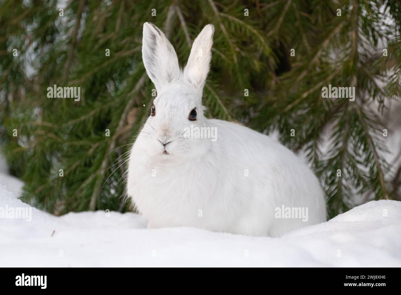 Snowshoe hare feet hires stock photography and images Alamy