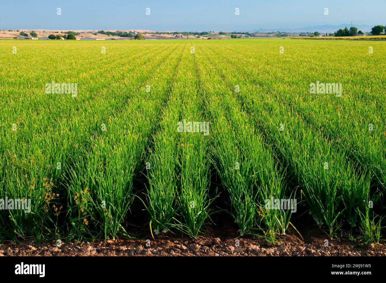 Onion rows hi-res stock photography and images - Alamy