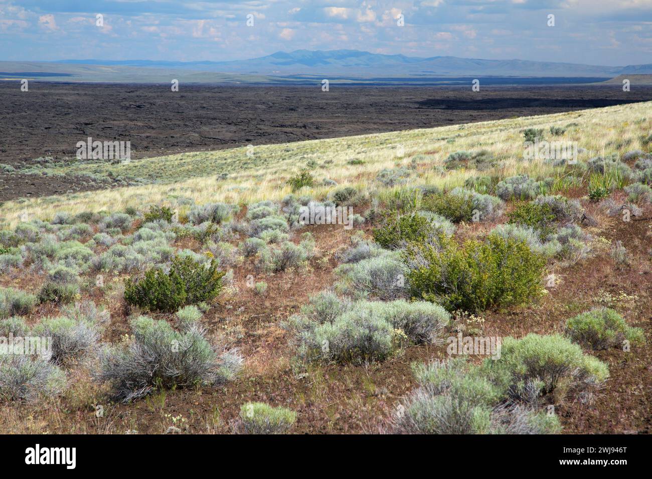 Jordan craters wilderness study hires stock photography and images Alamy