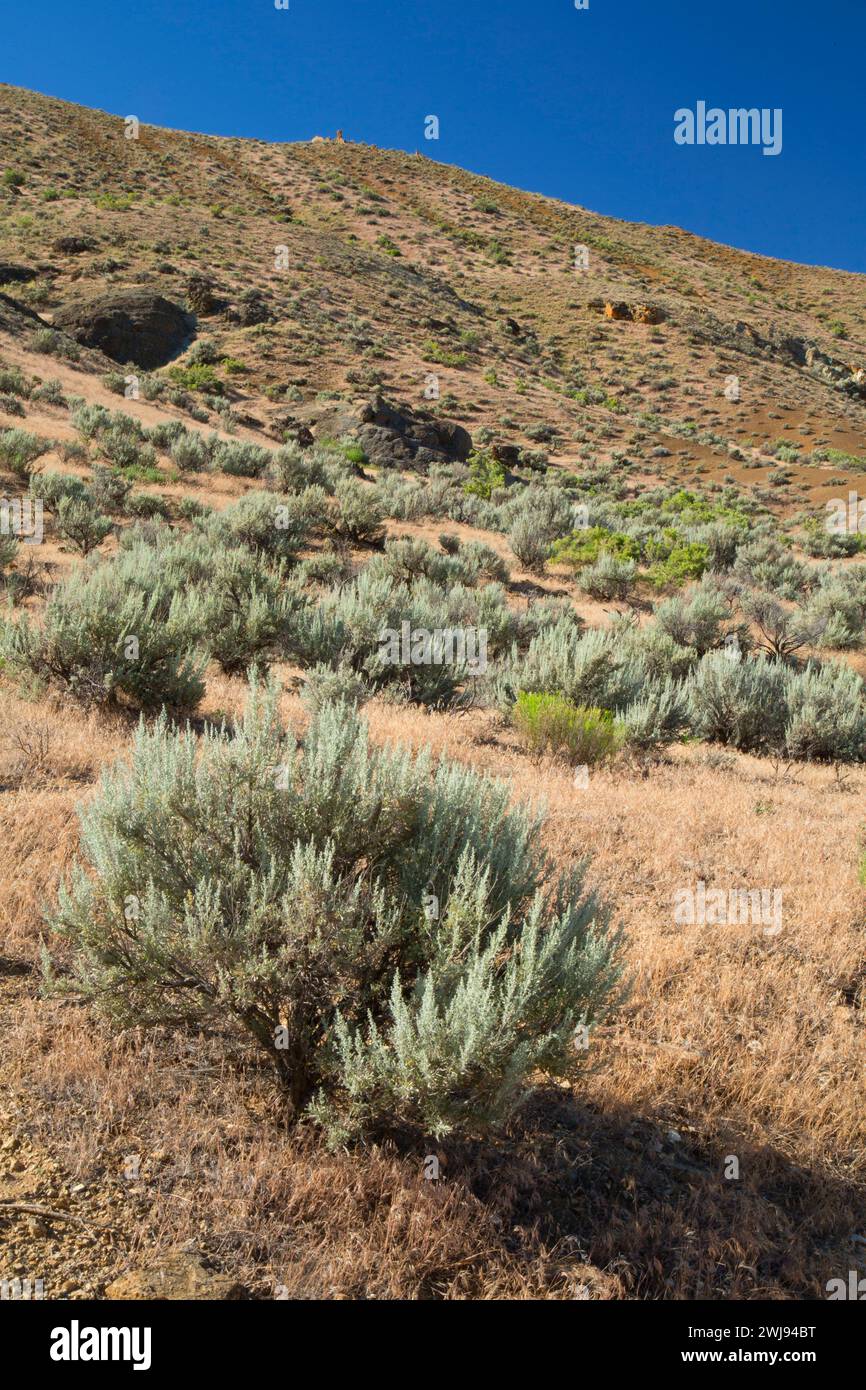 Canyon sagebrush at Birch Creek Ranch, Owyhee Wild and Scenic River