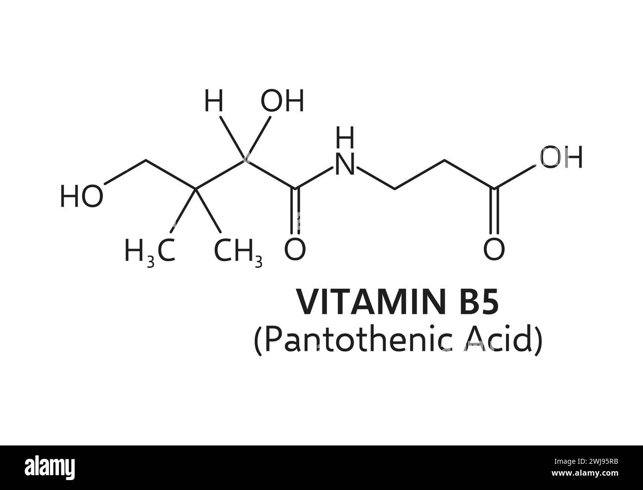 Vitamin b5, or pantothenic acid chemical formula structure comprising a pantoic acid moiety linked to a beta-alanine group. Vector scheme of element that plays a crucial role in energy metabolism Stock Vector