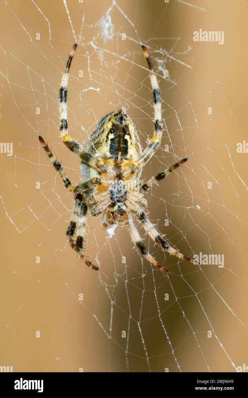 European garden spider on a web Stock Photo - Alamy