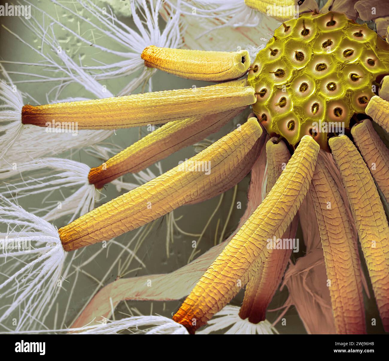 DAISY SEED TUTORIAL visual data 6